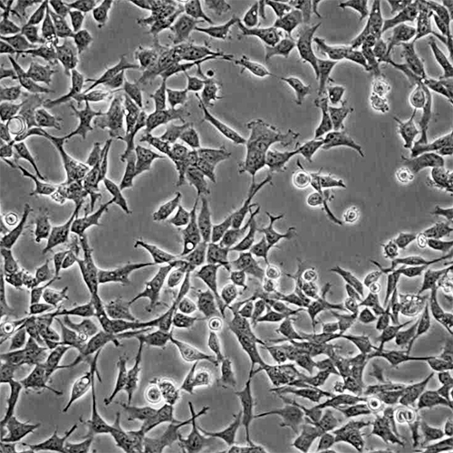 HEK 293 cells