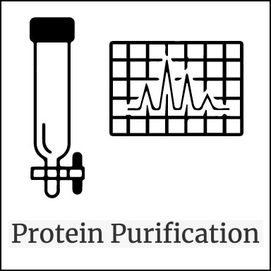 Protein Purification