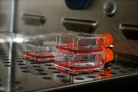 cell culture flasks